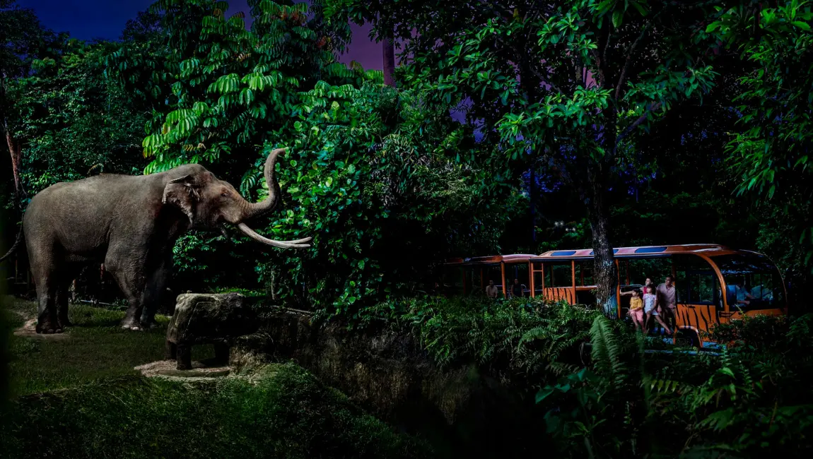 elephant night safari singapore