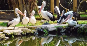 bali bird park