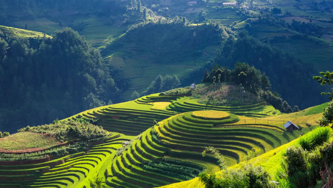 Vibrant Rice Terraces in Vietnam