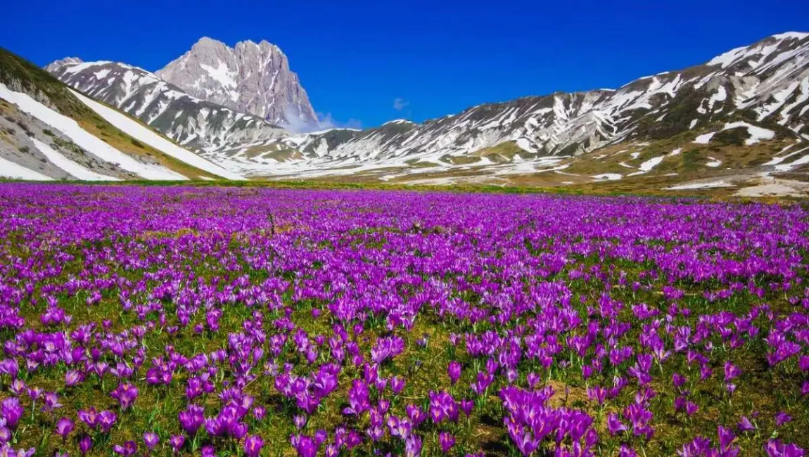 Saffron fields Pampore kashmir